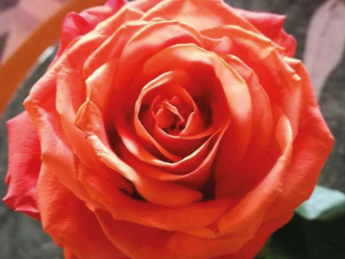 roses tremezzo ambient scent arredo olfattivo 1